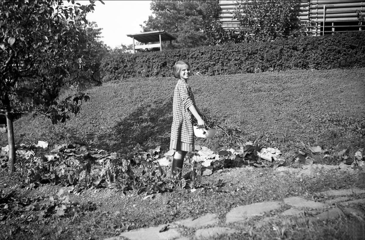 Siri Arentz høster rabrabra i hagen på Bygdøy 1942.