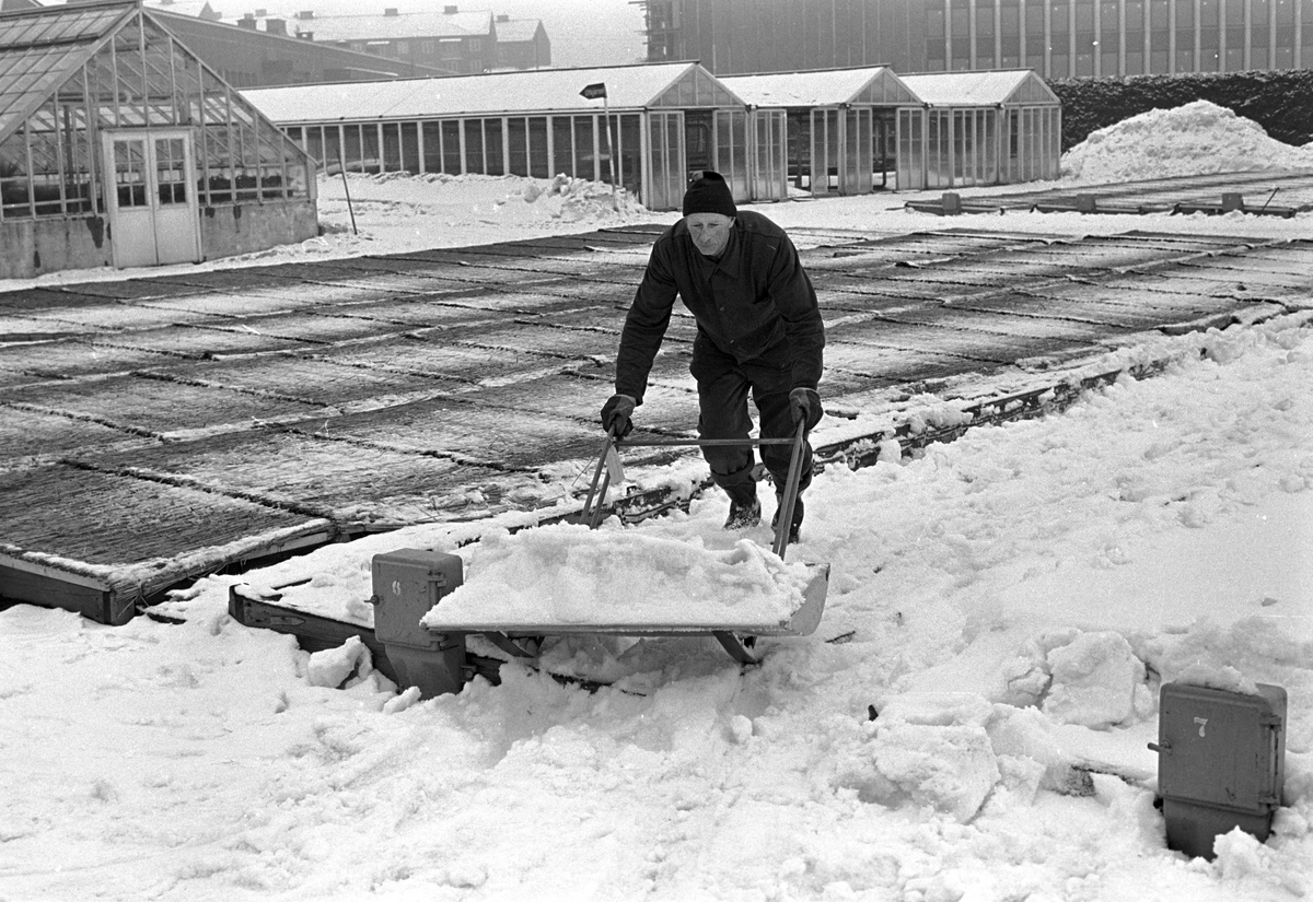 Serie. Vårarbeide på Parkvesentes gartnerier på Sogn, Oslo. Fotografert 9. mars 1963.