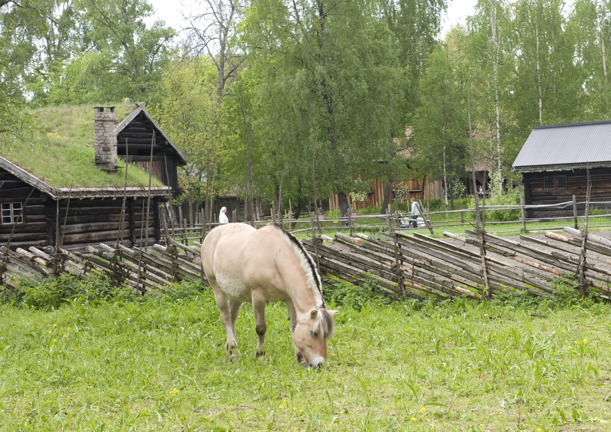 Norsk Folkemuseum, mai 2010. Hest som gresser.