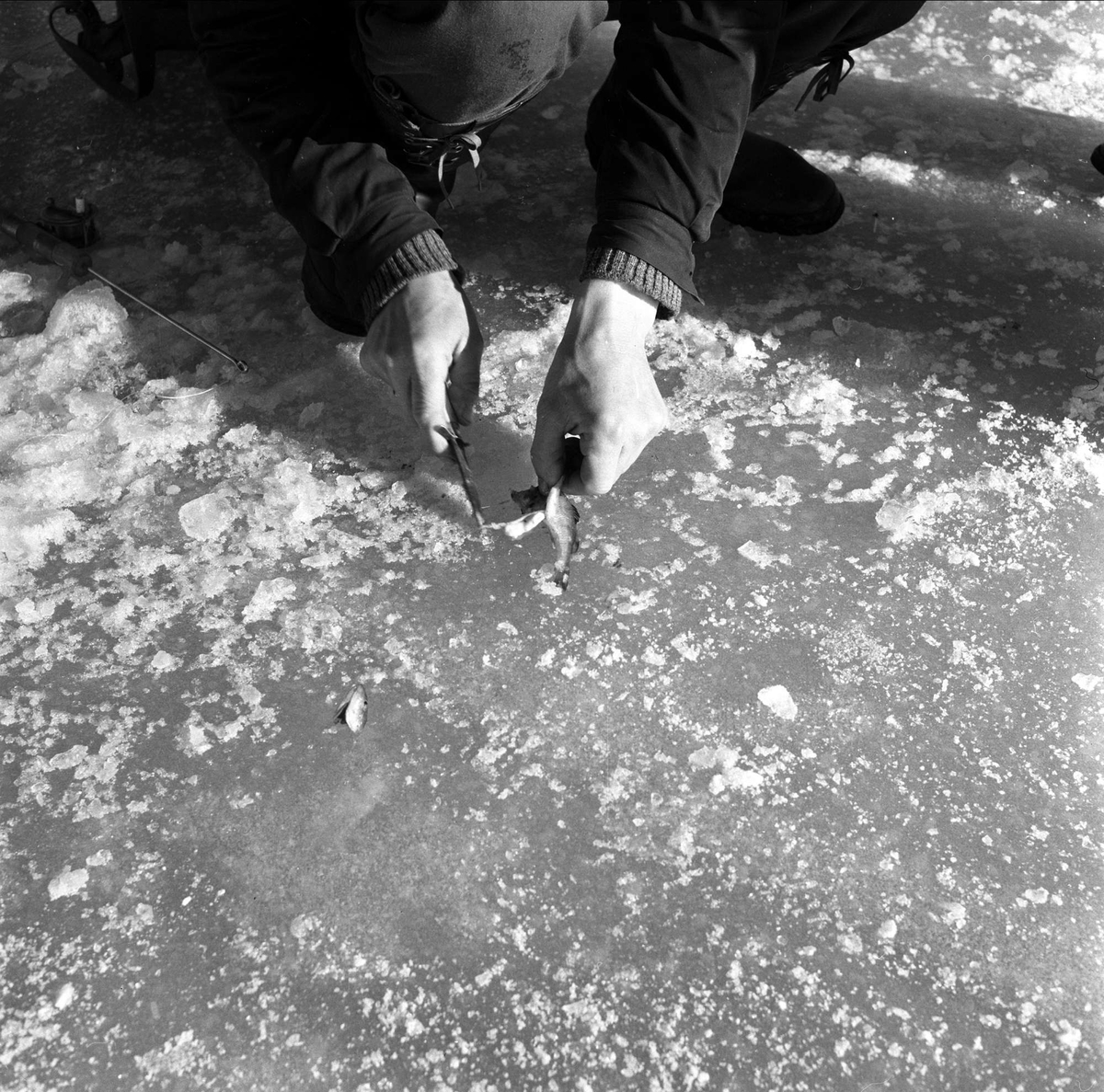 Isfiske, pilking på Gjersjøen, Oppegård, 11.03.1959