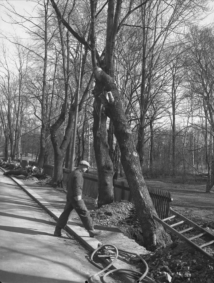 Drammensveien 1, Oslo, mai 1955. Dronningparken.