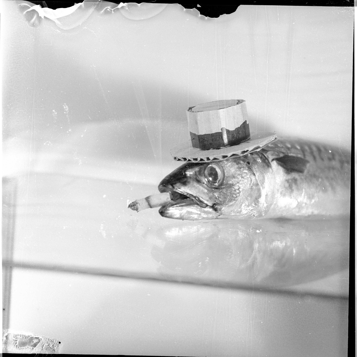 Kristiansand S., 22.05.1954, makrellfiske, makrell i festantrekk.