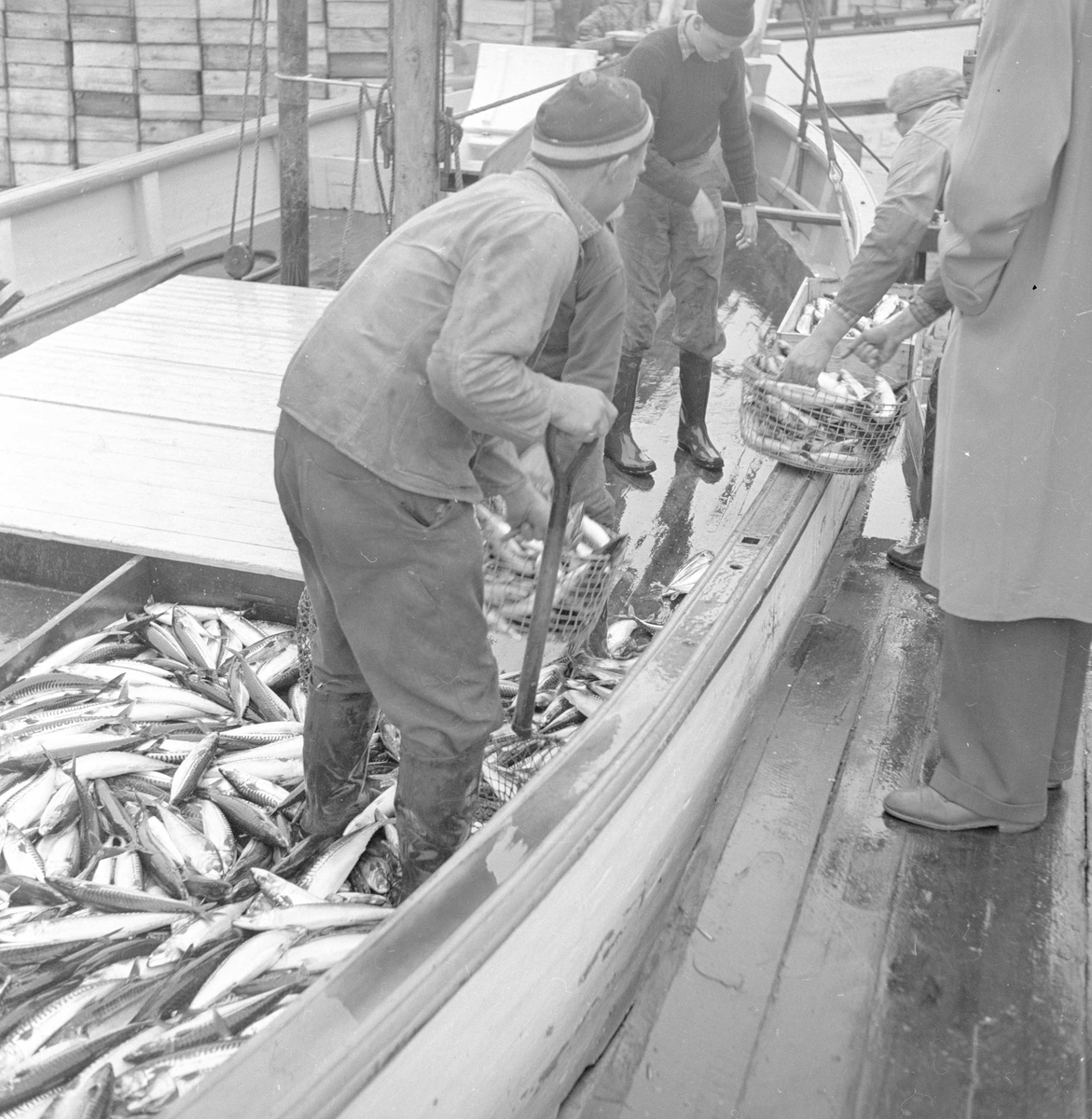 Kristiansand S., 22.05.1954, makrellfiske, båten full av fisk.