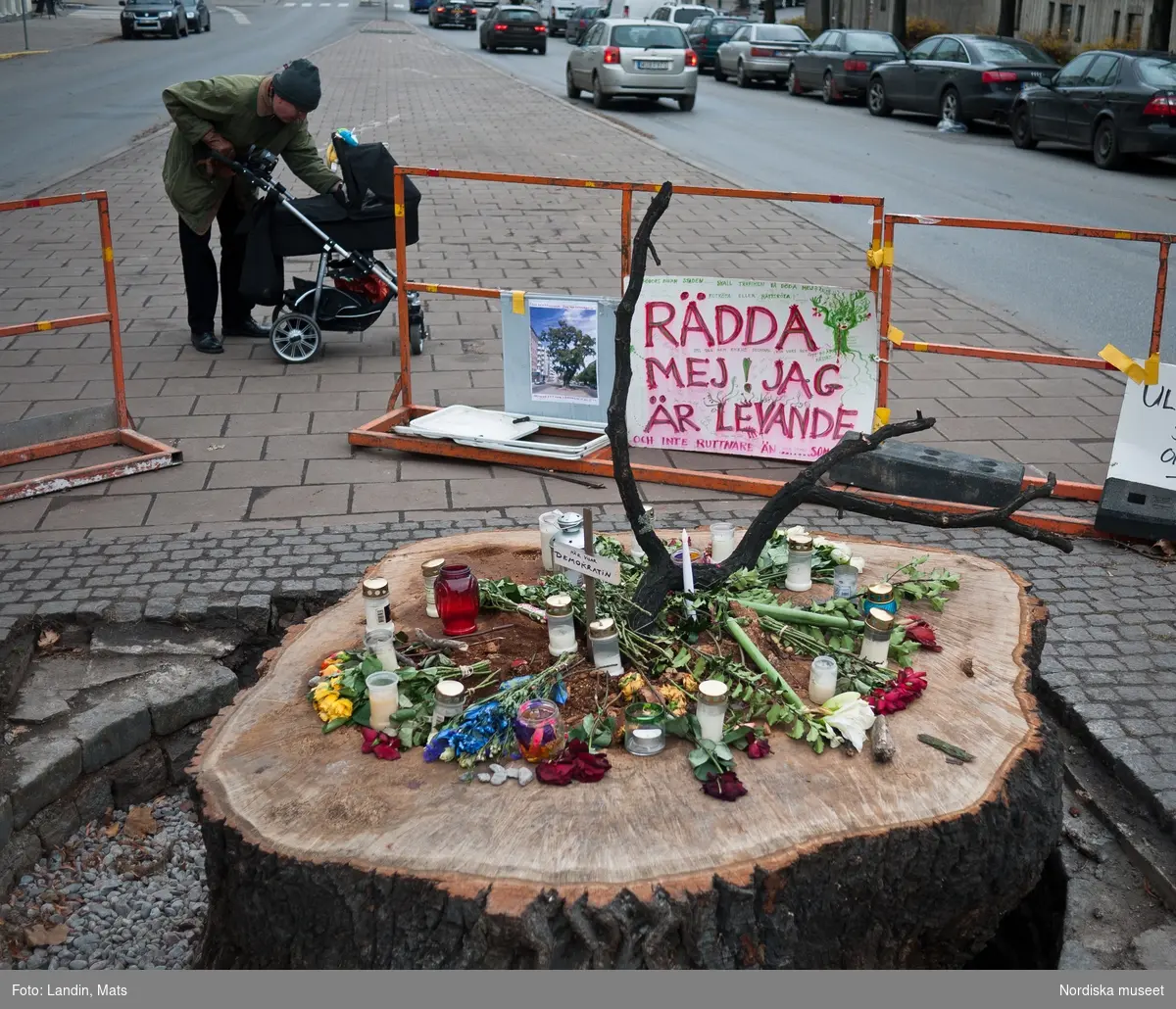 Åminnelse. Minnesplats över den nedsågade eken vid TV huset på Djurgården
Eken togs ner 25 nov 2011 under protester.