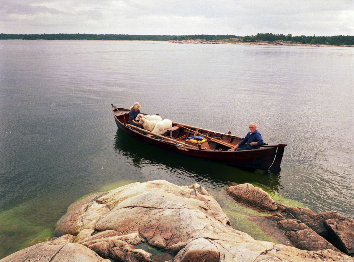 Bondefiskaren Oscar Andersson och Ditte Werner transporterar Roslagsfår mellan Söderboda fiskehamn och Storbådan, en ö utanför Gräsö där de går på sommarbete, Gräsö socken, Uppland 1995