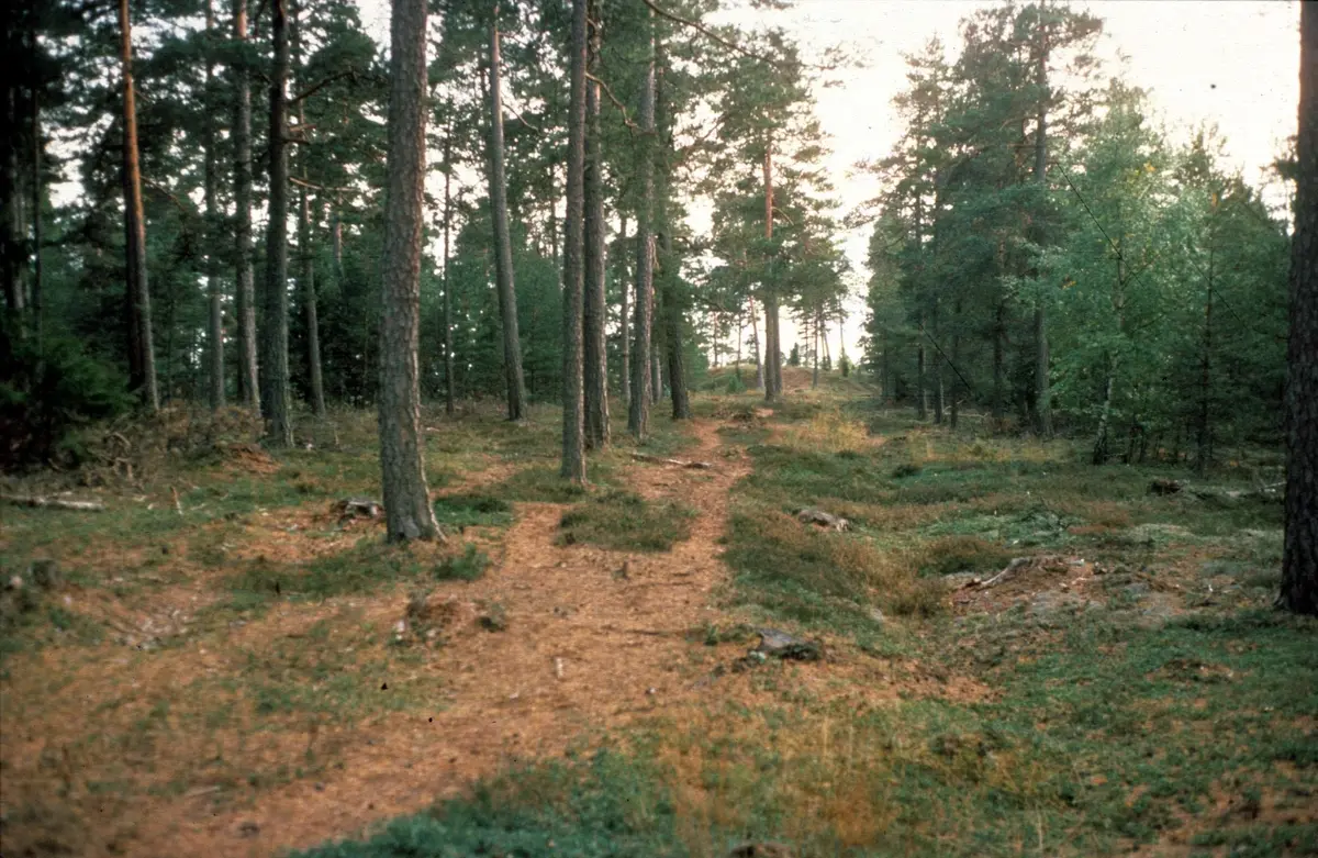 Hålväg, Rösaring, Låssa socken, Uppland 1982 - Upplandsmuseet ...