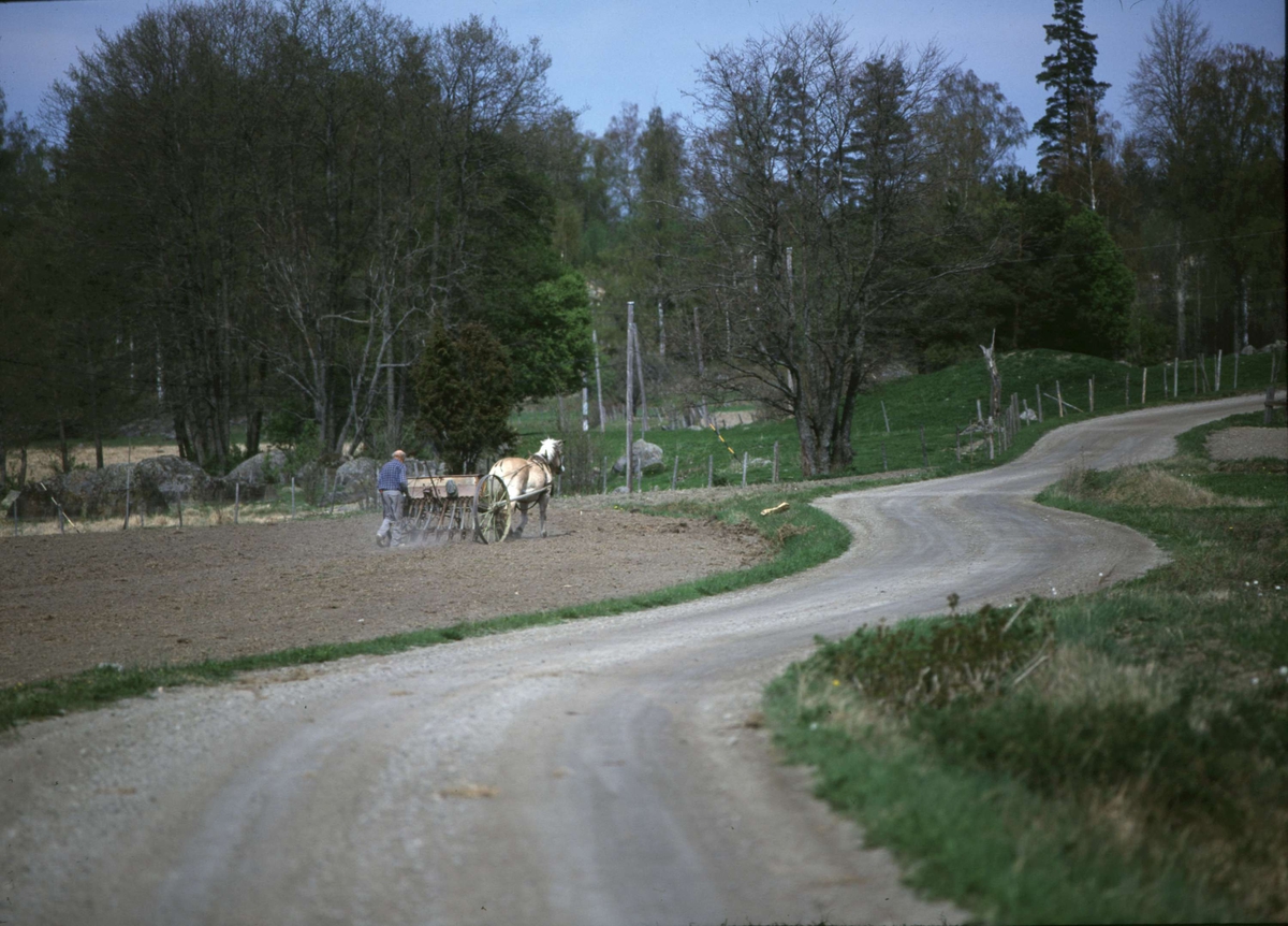 Vårsådd med såmaskin dragen av häst, gården Smultrongärde, Vendels socken, Uppland