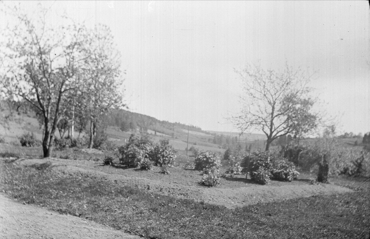 Vy över trädgården i Ytterkvarn, Österunda socken, Uppland 1940 - 50-tal