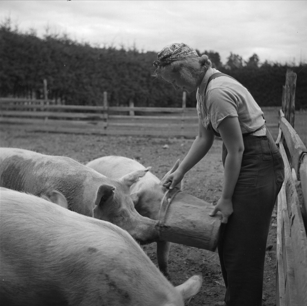 En kvinna matar grisarna på beredskapsläger i Skuttunge, Skuttunge socken, Uppland 1940