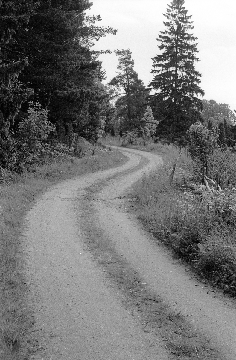 Gamla vägen mot Burvik, Svanbol, Knutby socken, Uppland 1987