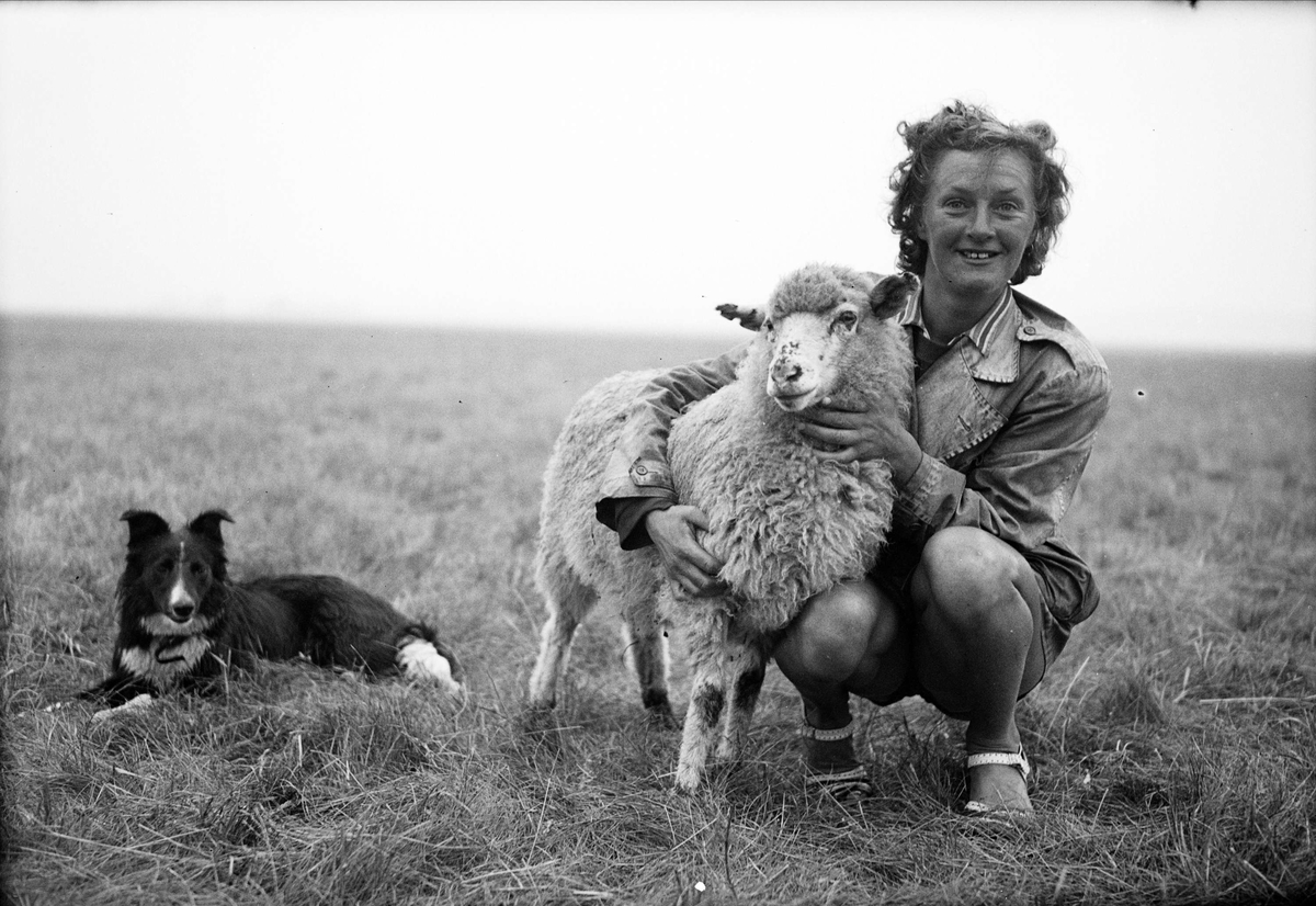 Kvinna med får och hund, Skåne 1947