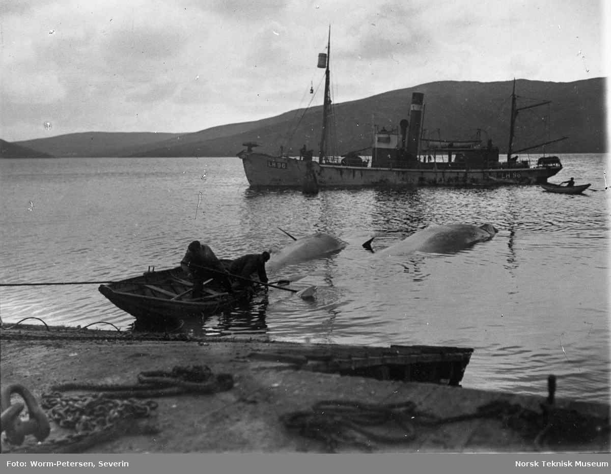 Olna Station i Olnafirth på Shetland, tilhørende Olna Whaling Co. (Chr. Salvesens & Co). Ilandtrekking av hval fra fangstbåt, sommeren 1906.