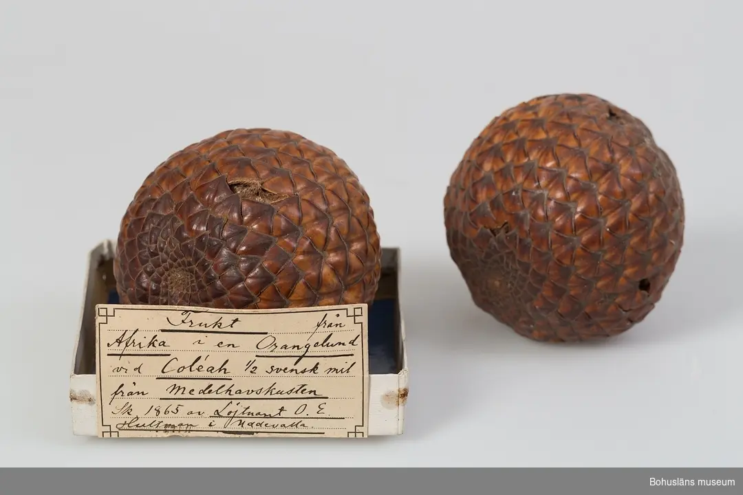 "Frukt från Afrika i en Orangelund vid Coléah ½ svensk mil från Medelhavskusten. Sk. 1865 av Löjtnant O. E. Hultman i Uddevalla." Detta är texten på etikett fastlimmad på fyrkantig papplåda med blått vaxat papper som underlag. Lådor av denna typ användes på Uddevalla museum som både förvarings- och exponeringsattribut (10,3 x 10,3 x 2,0 cm).