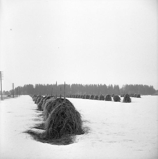 "Sädesfält Vänersborg februari 1951"