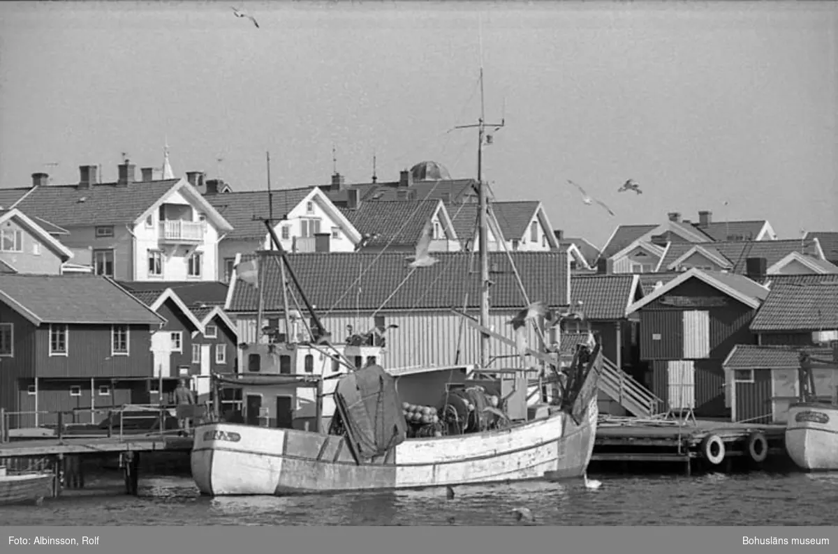 Enligt fotografens noteringar: "Äran ligger i Smögenhamnen. I akterna flaggor på halv stång. Alla båtar i hamnen hedrar förre fiskaren Robert Berndtzen som idag jordfästes."

Fototid: 1996-03-14
 1996-03-15