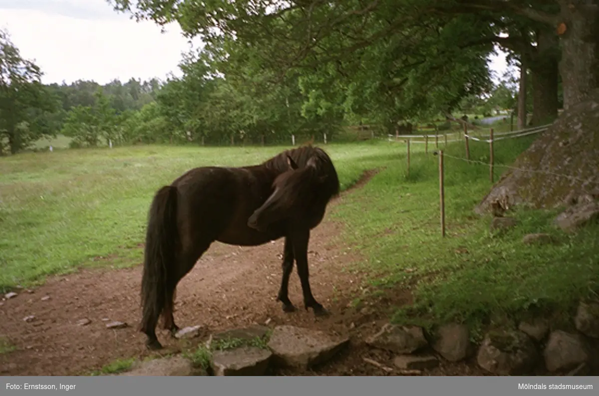 En häst i en hage tillhörande Gunnebo slott, 1995.