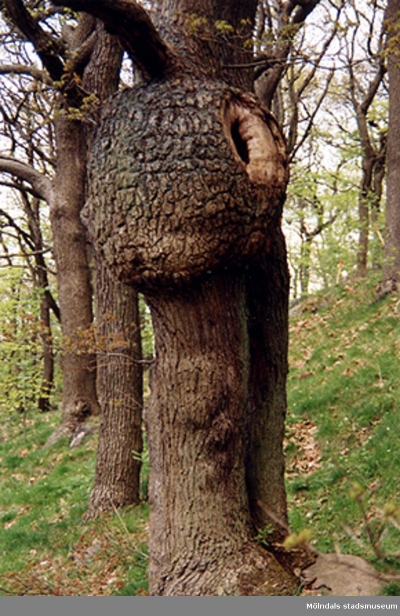 En ovanlig (sjuk) trädstam i Lackarebäcksskogen.