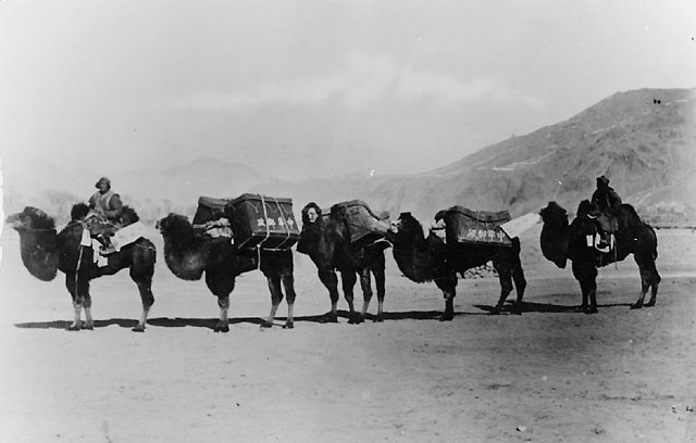 Postförande kamelkaravan sträckan Zhangjiakou (Kalgan), Kina - Ualan Bator (Urga), Mongoliet genom Gobiöknen.  1920.
