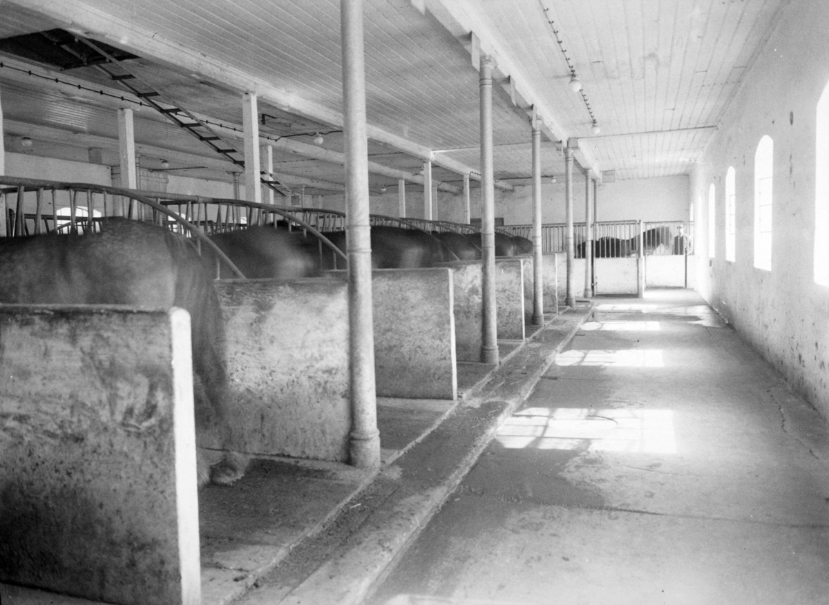 Tomb jordbruksskole. Interiørbilde fra stallen med hesterumper i båsene.