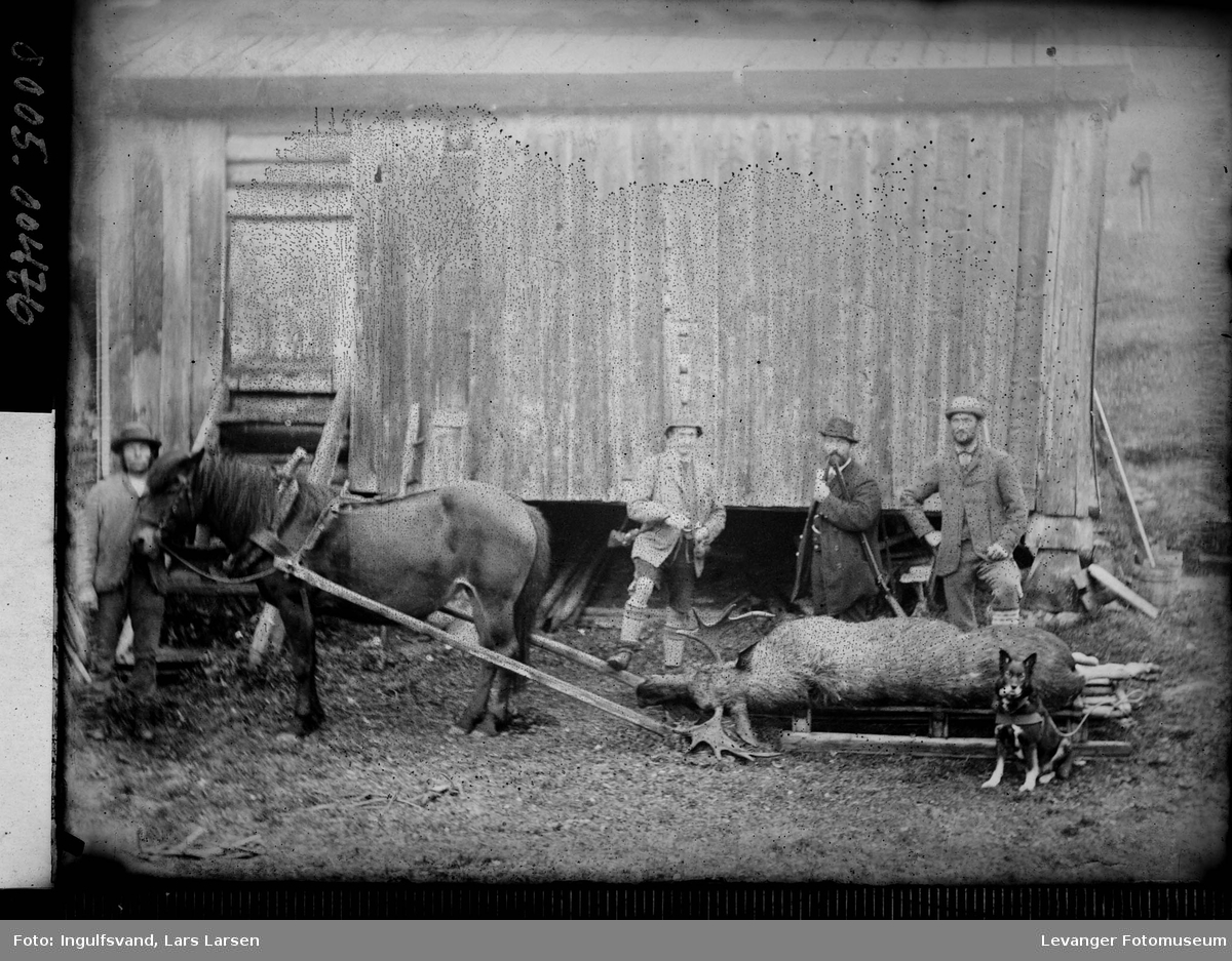 En død elg på slede trukket av en hest, med tre menn i bakgrunnen og en hund foran.