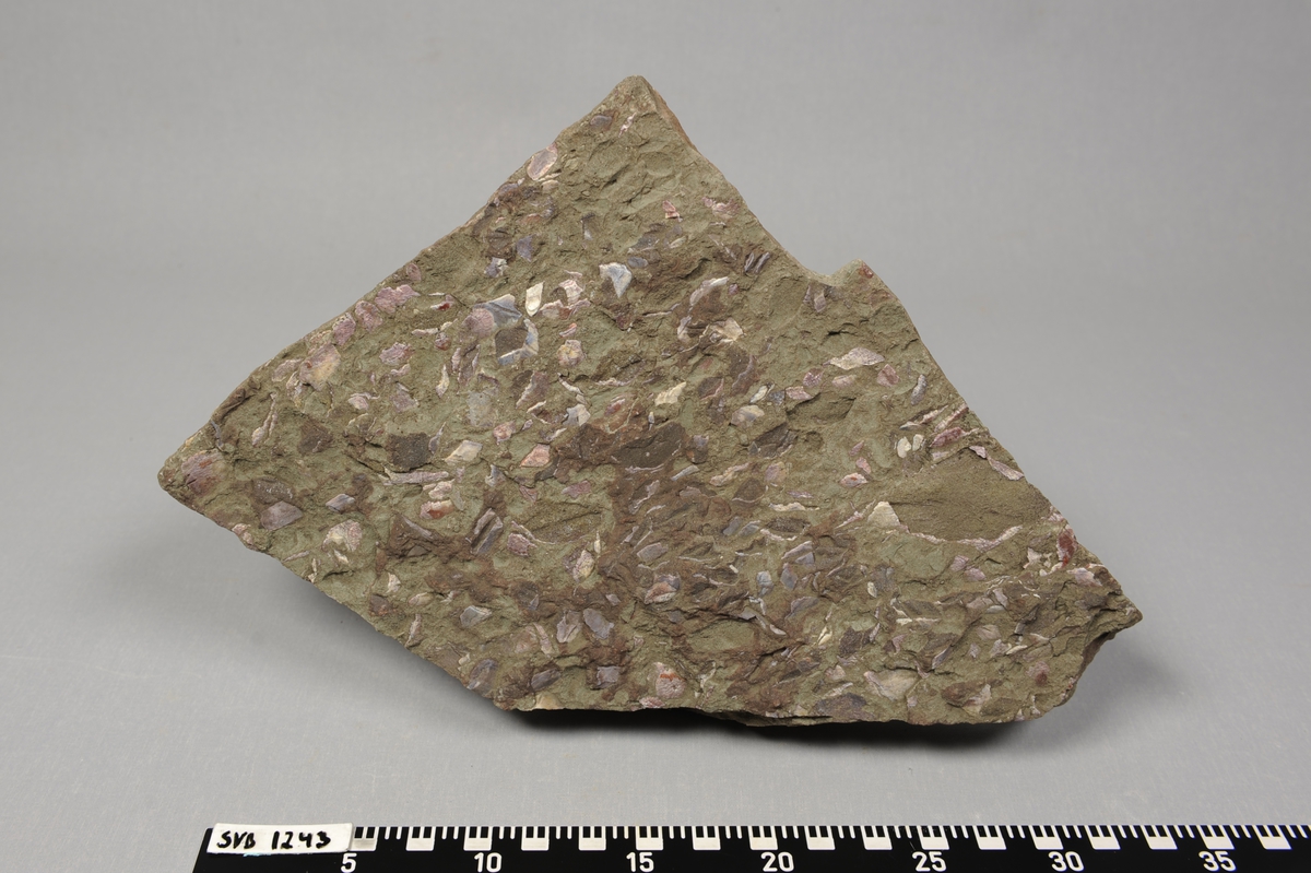 Steinplate med fossil av dyret urfisk fra devontiden.