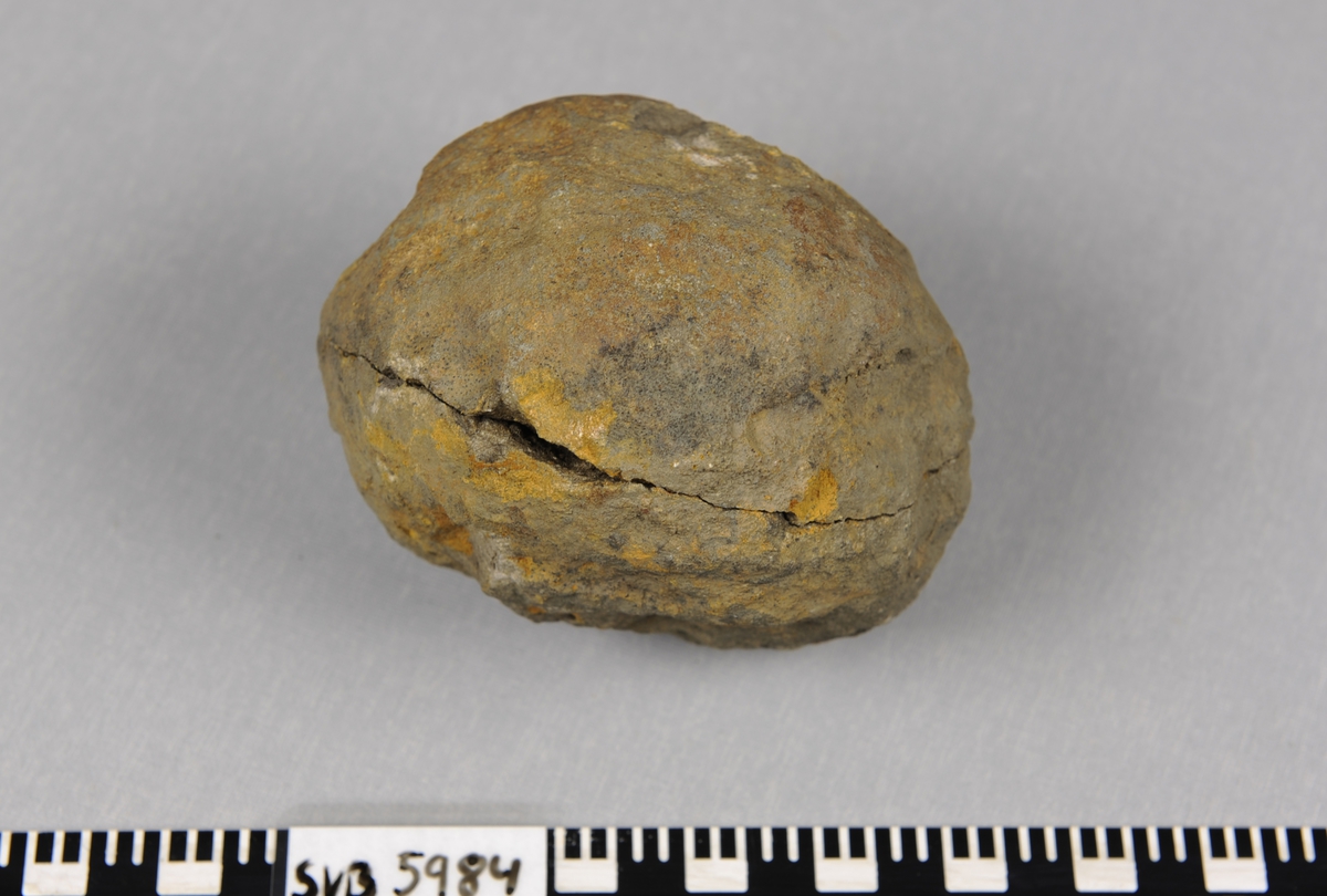 Del av stein fossil av dyret blekksprut i konkresjon fra tidlig Juratiden. 2 deler, lakkert