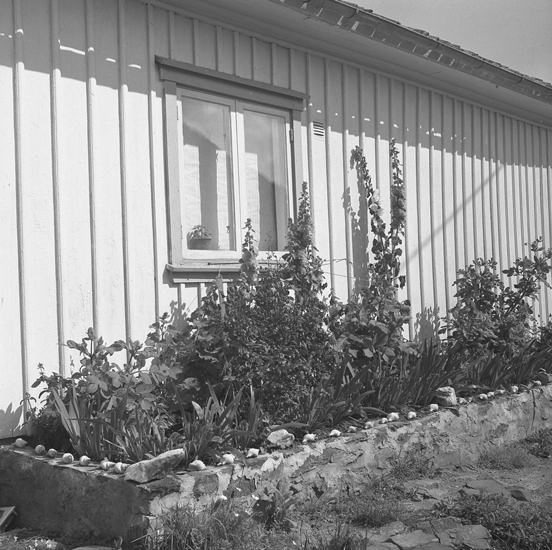 Plantering längs husvägg på Käringön. Muren är smyckad med snäckor