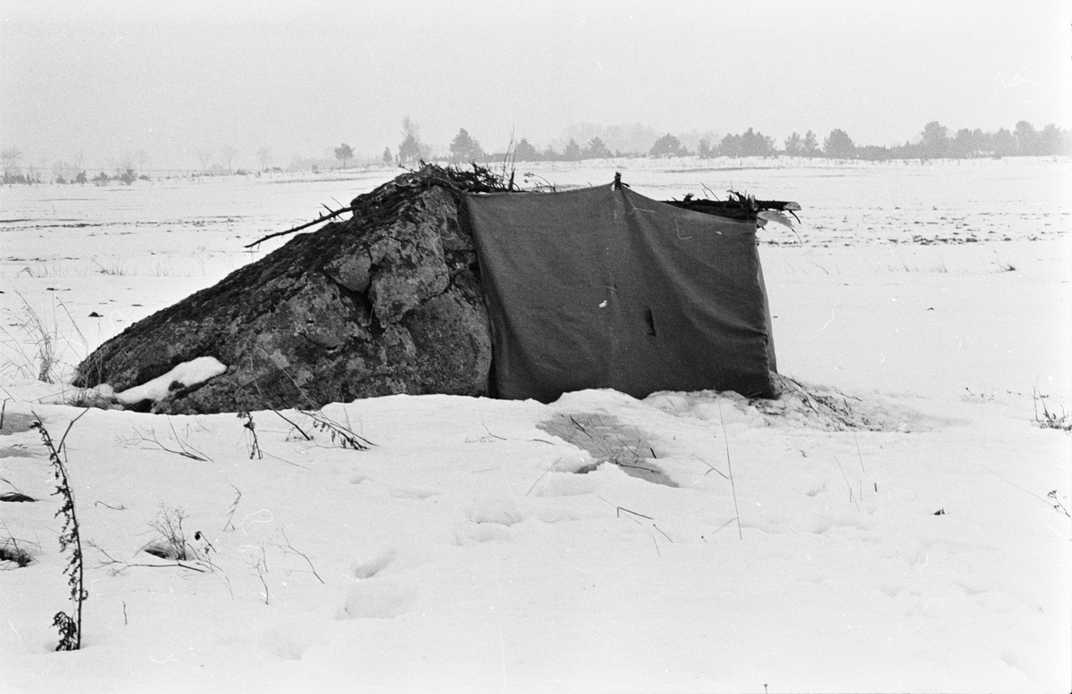 Riskojor, Uppland mars 1963