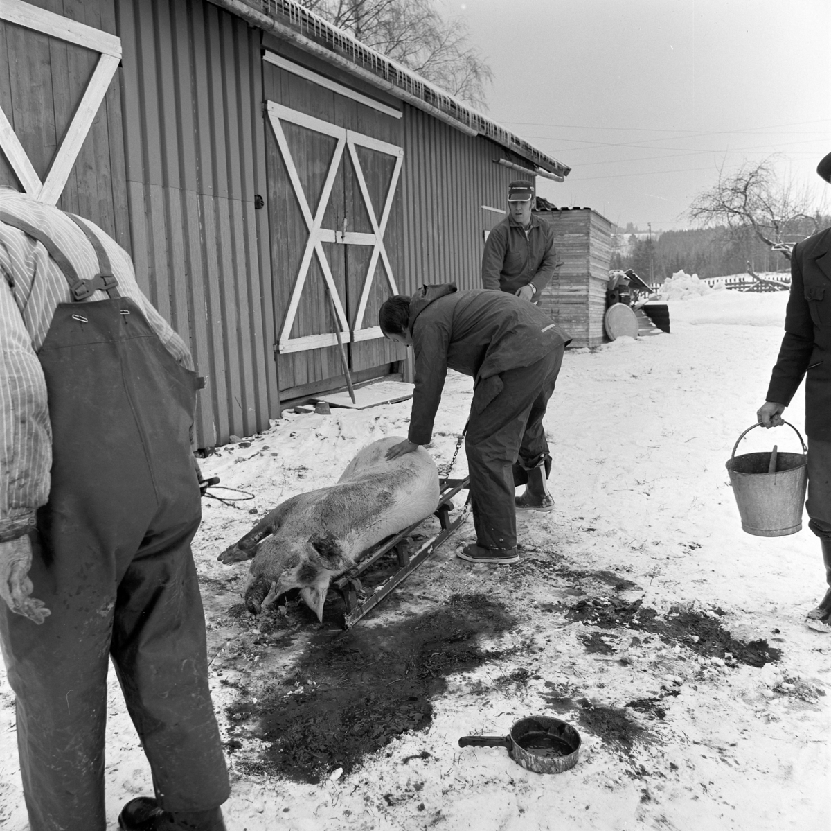 Dokumentasjon av griseslakting i 1977, på Lunde i Gaupen, Ringsaker. Bygdeslakter. Grisen legges på kjelke for å fraktes til slaktebenken.