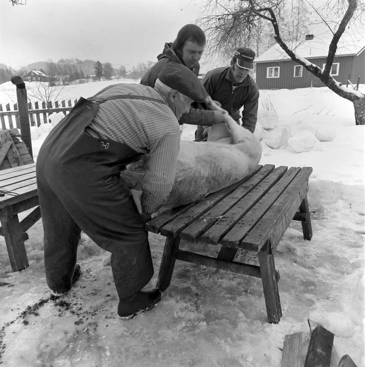 Dokumentasjon av griseslakting i 1977, på Lunde i Gaupen, Ringsaker. Grisen legges på slaktebenken. Bygdeslakter Johs. Rosenborg.