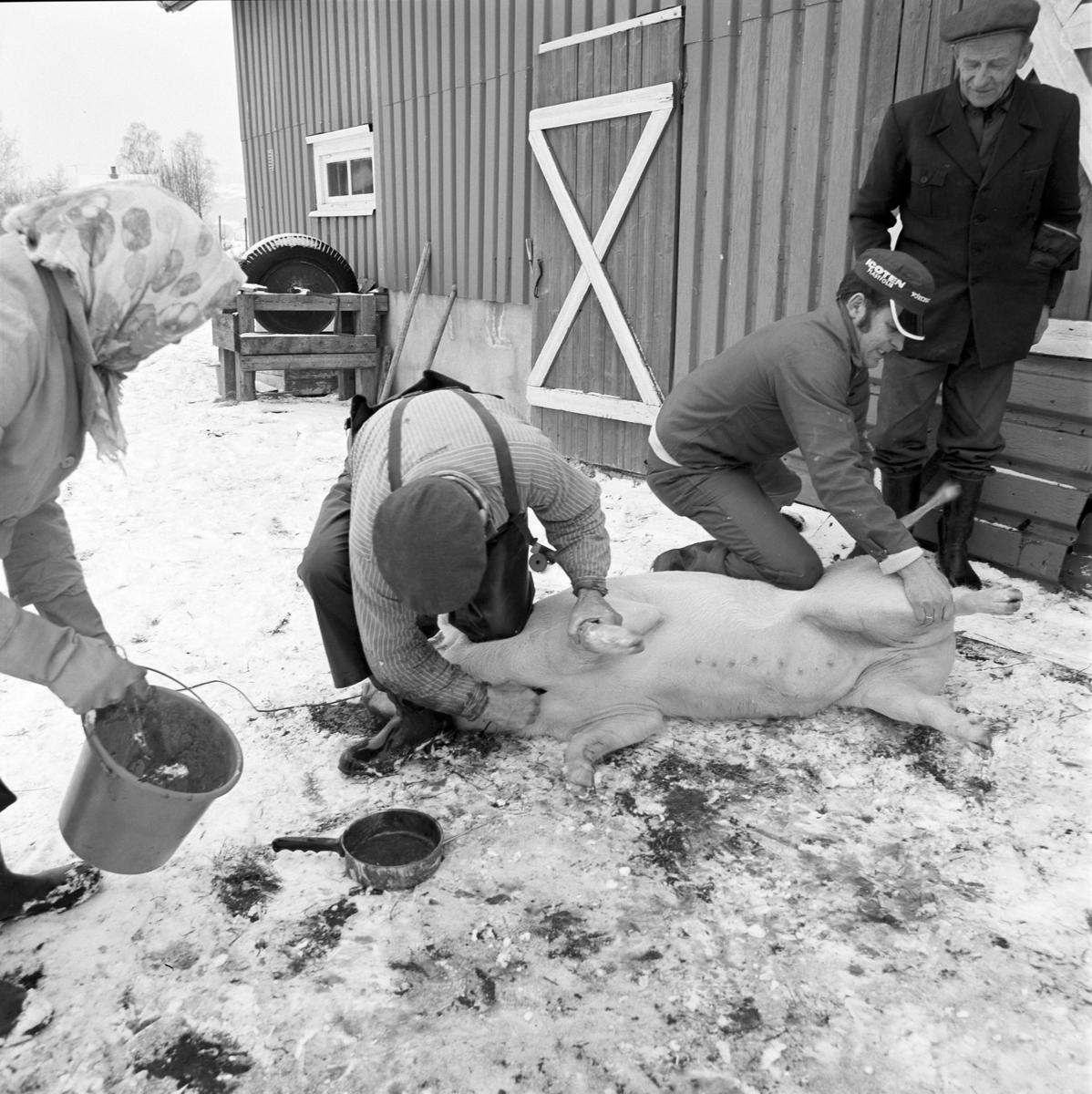 Dokumentasjon av griseslakting i 1977, på Lunde i Gaupen, Ringsaker. Bygdeslakter. Grisen stikkes, og kona står klar for å samle opp blodet.  Bygdeslakter Johs. Rosenborg.
