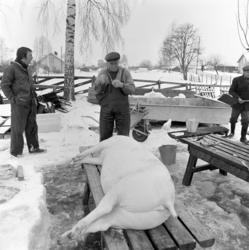 Dokumentasjon av griseslakting i 1977, på Lunde i Gaupen, Ri