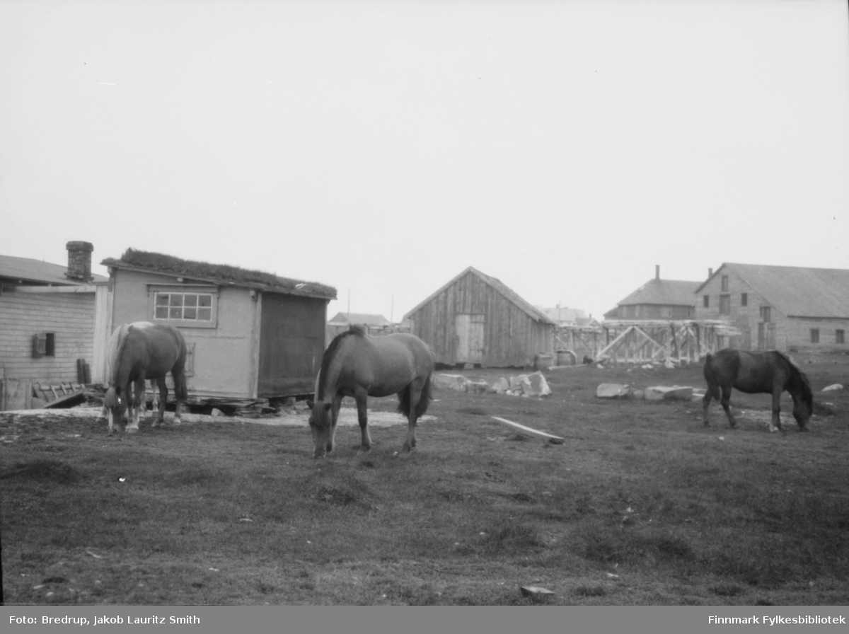 Tre hester beiter i ytrebyen i Vadsø mot sjøen i området der Erling Zahl (fjæra-Zahl) bodde.  Vi ser et bolighus, et naust, fiskehjeller og et pakkhus i bakgrunnen av bildet.