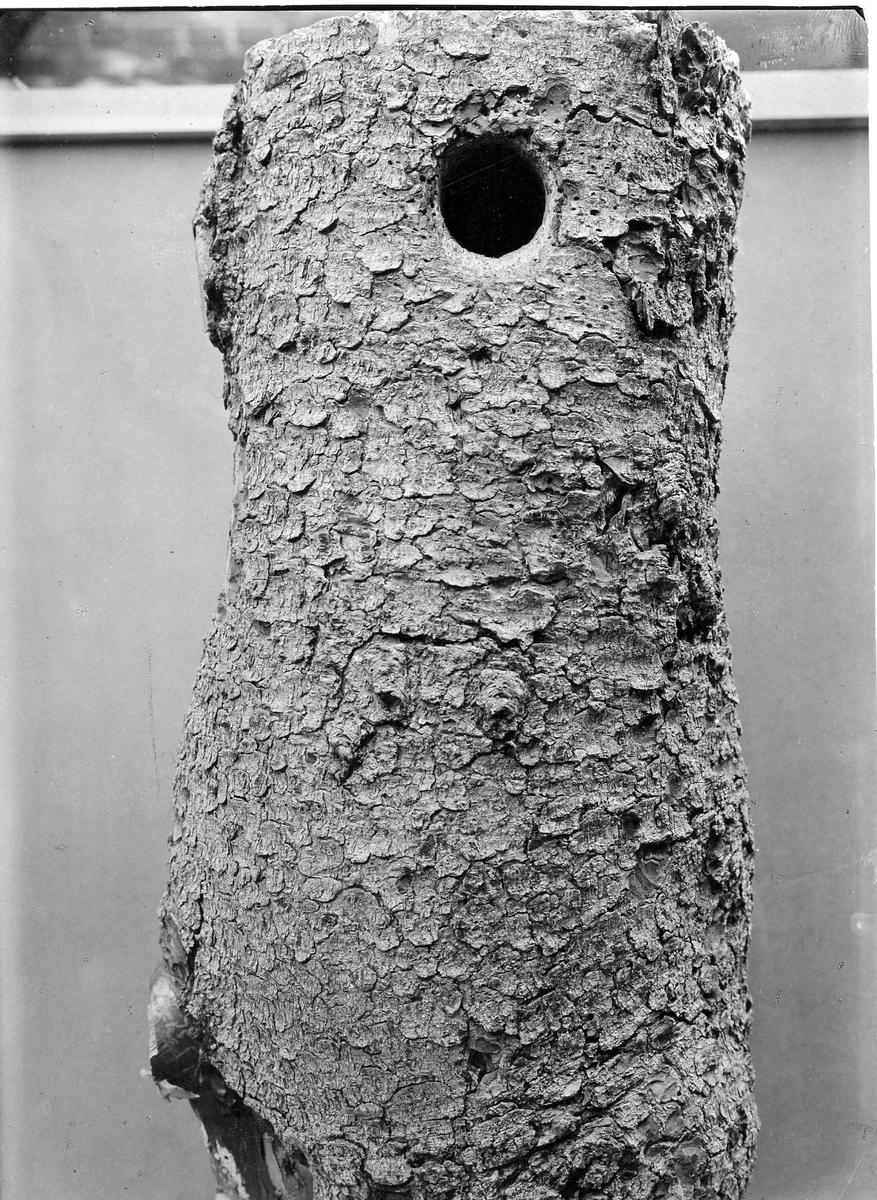 Bo av Tretåig Hackspett, (Picoides t. tridactylus) 1915
