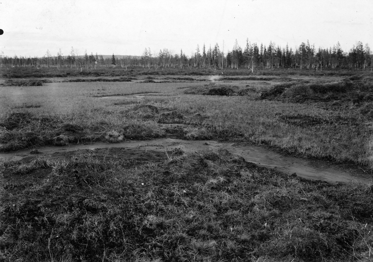 Biotop för småspov, Numenius phaeopus, / Kan ej tyda ordet)       Allavara, Lappland 19 juni 1909