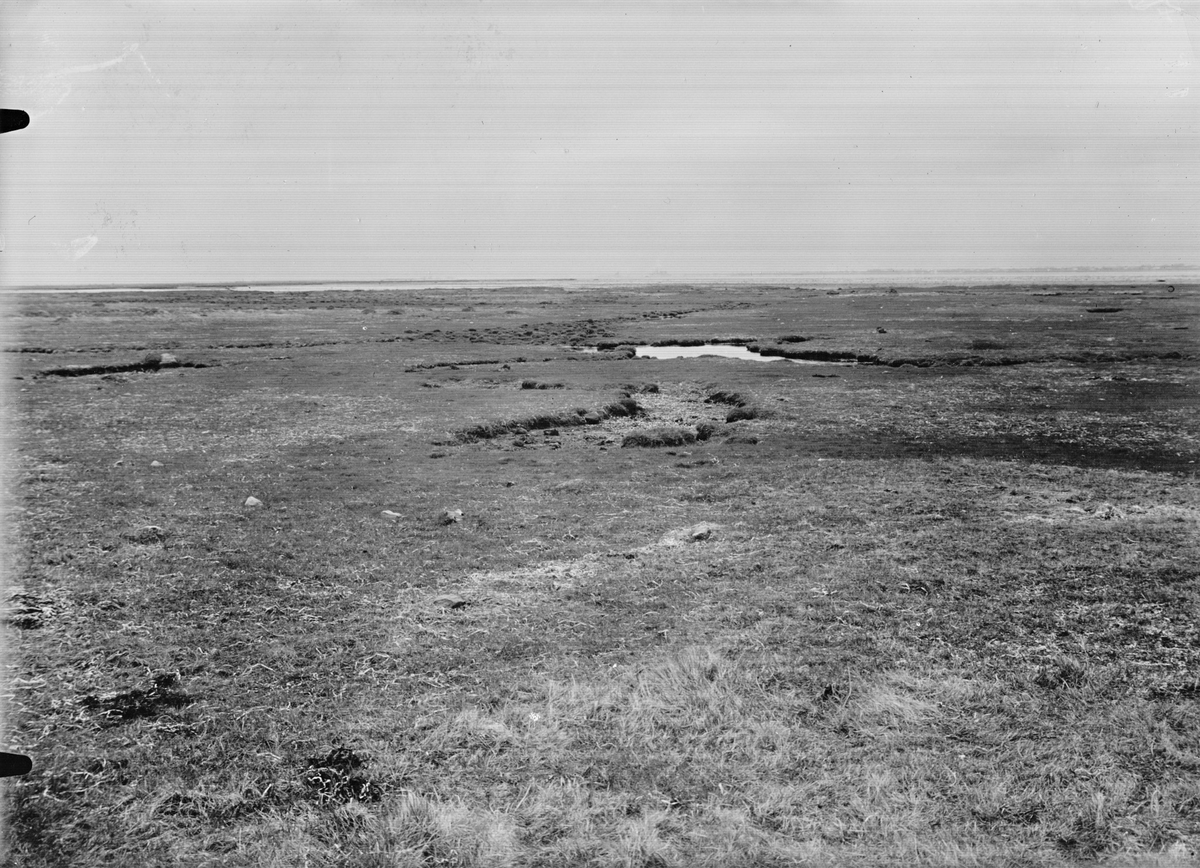 Biotop och boplats för kärrsnäppa, Tringa alpina,                      Hammarsnås, 5 maj 1931, Falsterbonäset                                   X=boet