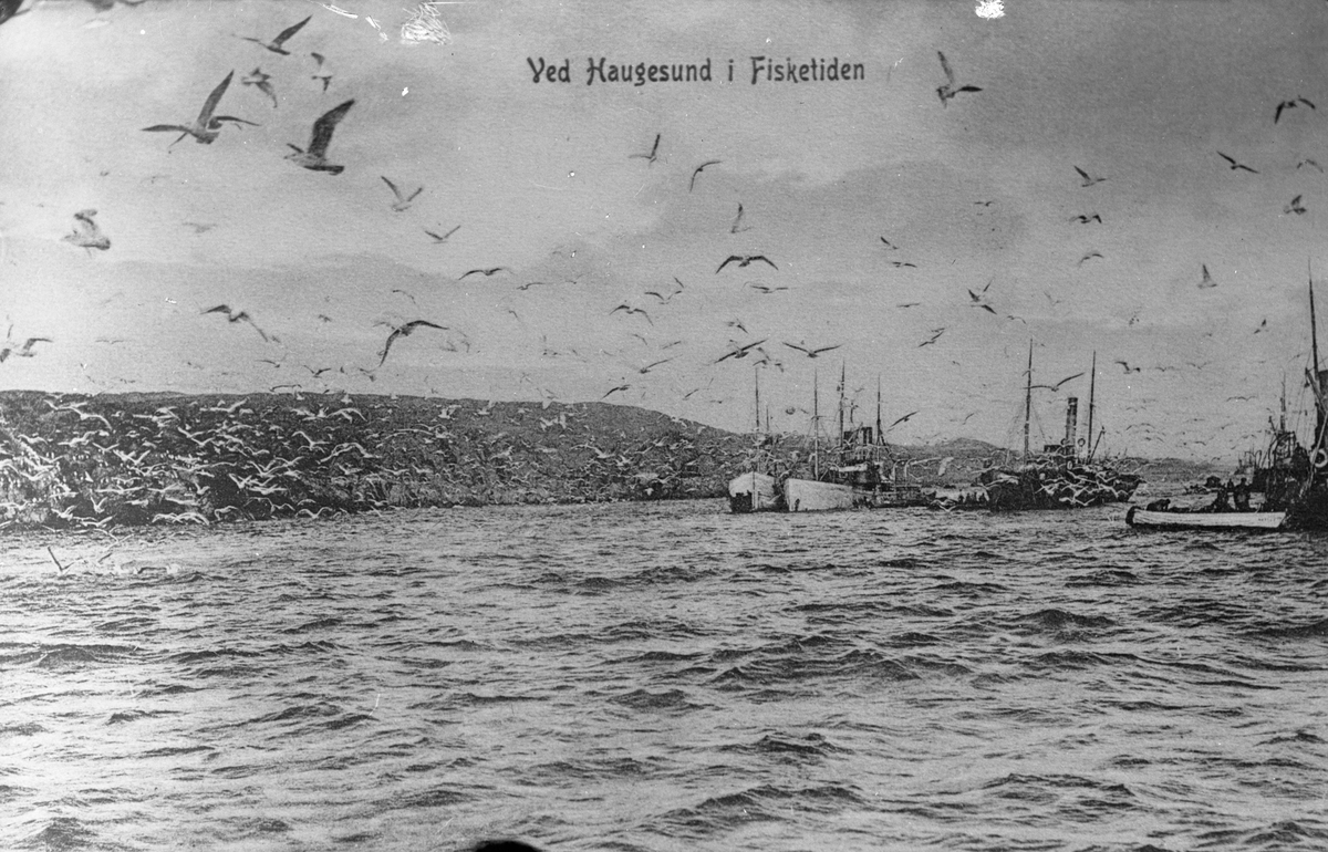 Fra vårsildefisket i Haugesund. Tre fiskebåter/dampskip til høyre. Mange fugler, antakelig måker på bildet, spesielt til venstre. Fjell i bakgrunnen.