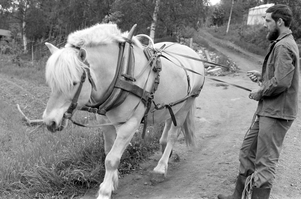 Fossengen nordre, gnr. 338, bnr. 3, Vallset, Stange. Hesteredskap. Hest med seletøy. Oddmund Rønningsbakken f.1946.