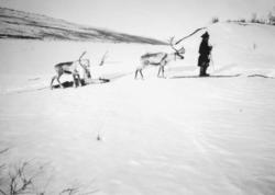 Fotografi av en same med to reinsdyr. Bildet er tatt i Tana 