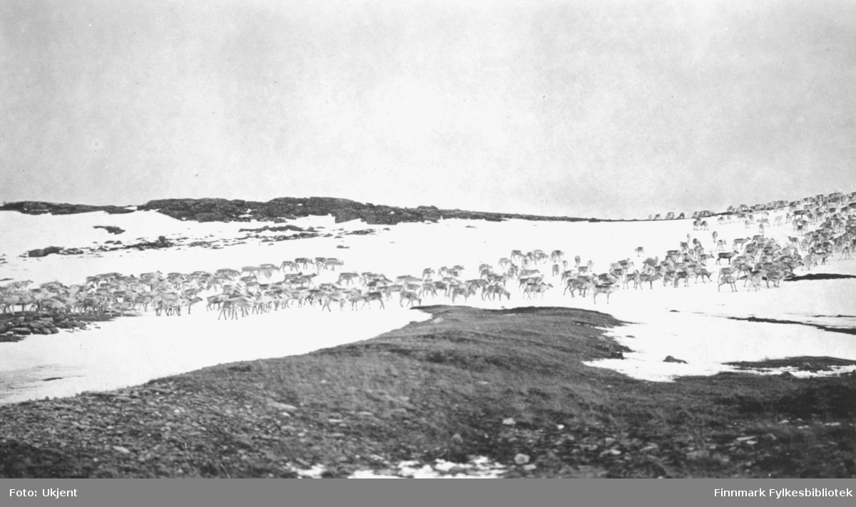Bildet viser en større reinflokk på vandring/trekk over Finnmarksvidda, i området Karasjok. Bildet er trolig tatt april 1929.