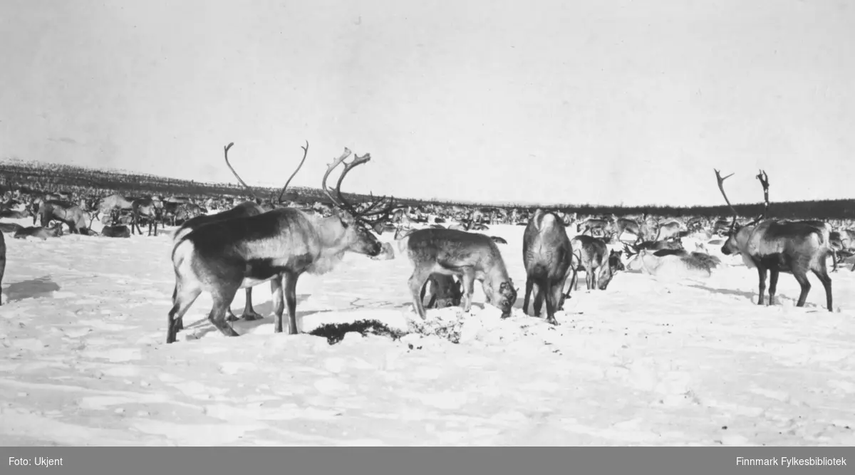 Bildet viser en større reinflokk som beiter på Finnmarksvidda, området Karasjok. Bildet er trolig tatt april 1929. Bakken er snødekt, med flekker av reinlav sparket frem av reinsdyrene. Vidda i bakgrunnen av bildet.