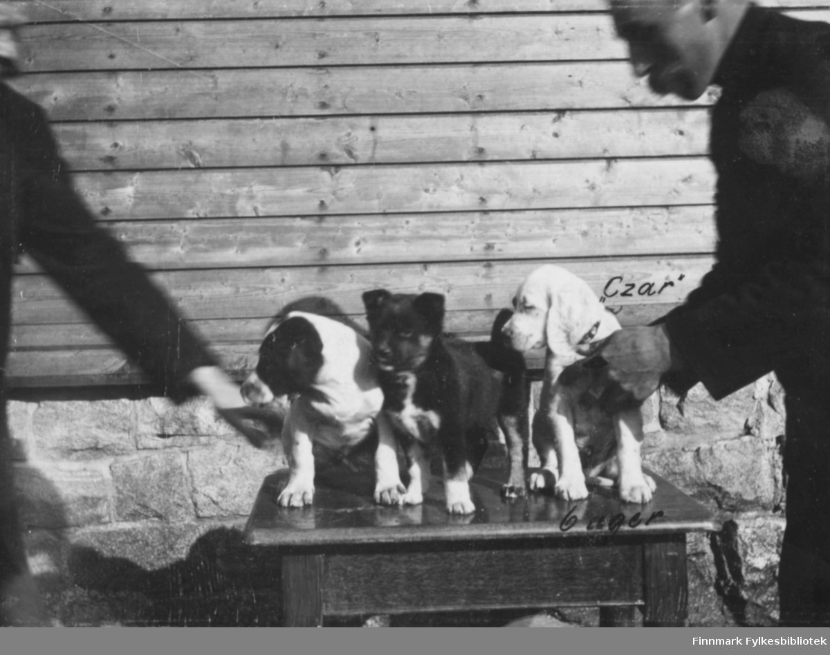 Et bilde av tre hundevalper fotografert stående på bordet ved et hus. To menn prøver og holde de aktive valpene på bordet. Av den ene mannen vises bare handen, den andre er halveis med på bildet men er noen uskarp i ansiktet. På bildet er det skrevet 'Czar' ved en av valpene og at dem er 6 uker gamle.