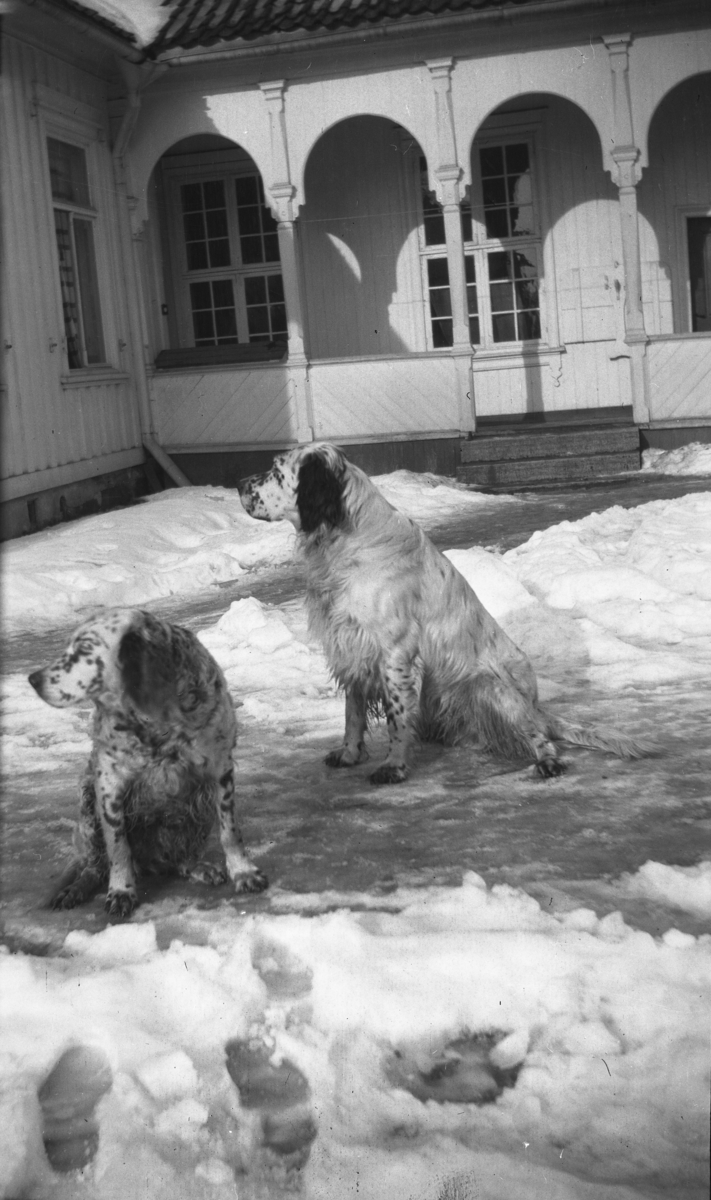 Fotoarkivet etter Gunnar Knudsen. To hunder av rasen Engelsk Setter på Borgestad gård fotografert.