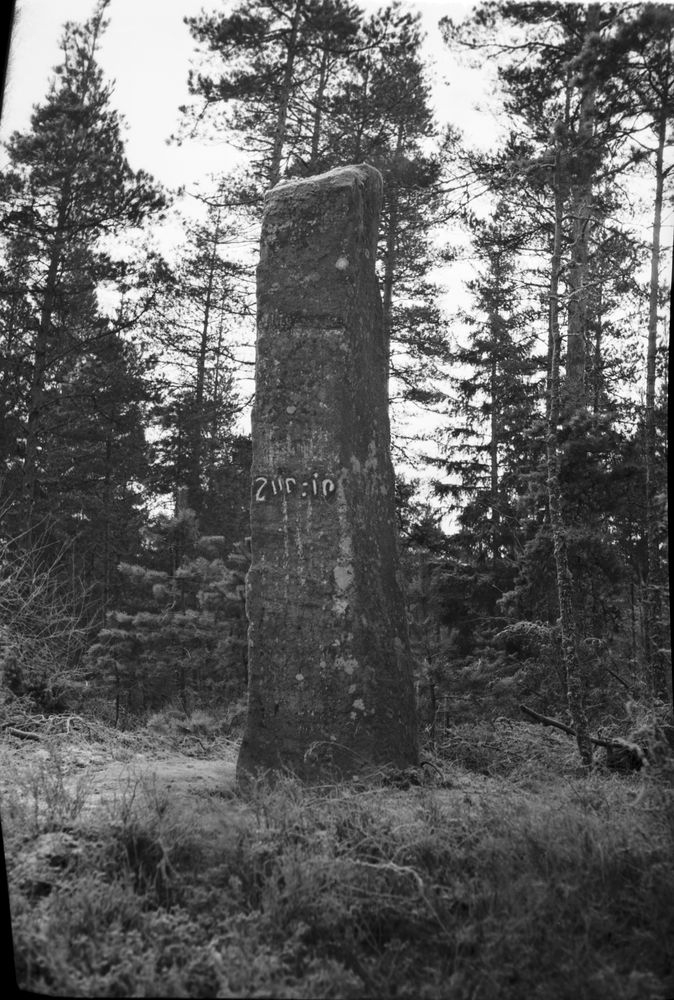 Sigrid-stenen i närheten av Siene kyrka. 305 cm hög, 45 cm bred vid inskriften.