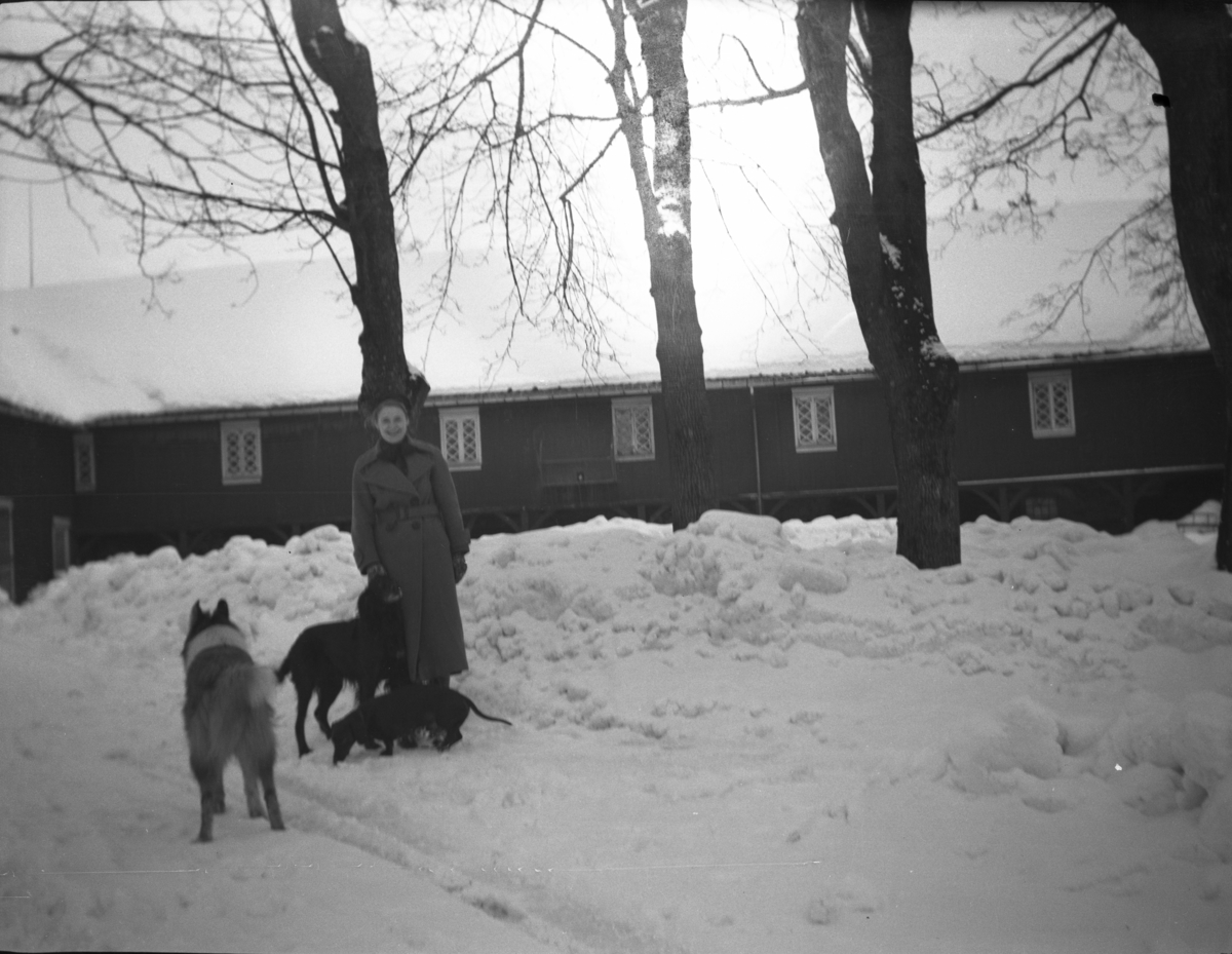 Fotoarkivet etter Gunnar Knudsen. En kvinne som er ute med tre hunder. Hunden lengst til venstre er av rasen Collie, hunden i midten er en Dachs. Hunden nærmest kvinnen er en fuglehund, ant. Setter. Borgestad gård.