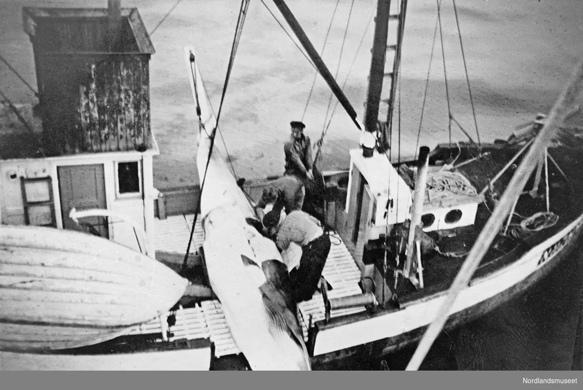 1 hval på dekk i en båt. 2 menn arbeider ombord i båten. 1 mann sitter på rekka. det henger en småbåt fast til rekka på hvalbåten.