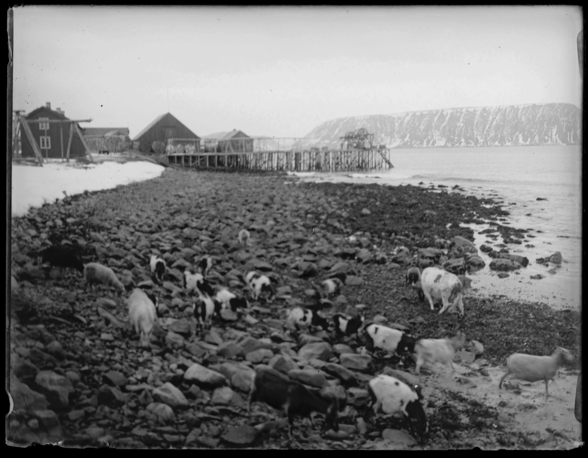 Geiter, sauer og en ku beiter i fjæra i fiskevær Yttre Syltefjord/ Syltefjord Sandjord. Fuglevikbruket i bargrunen med bygninger og en utstikkerkai med vinner.