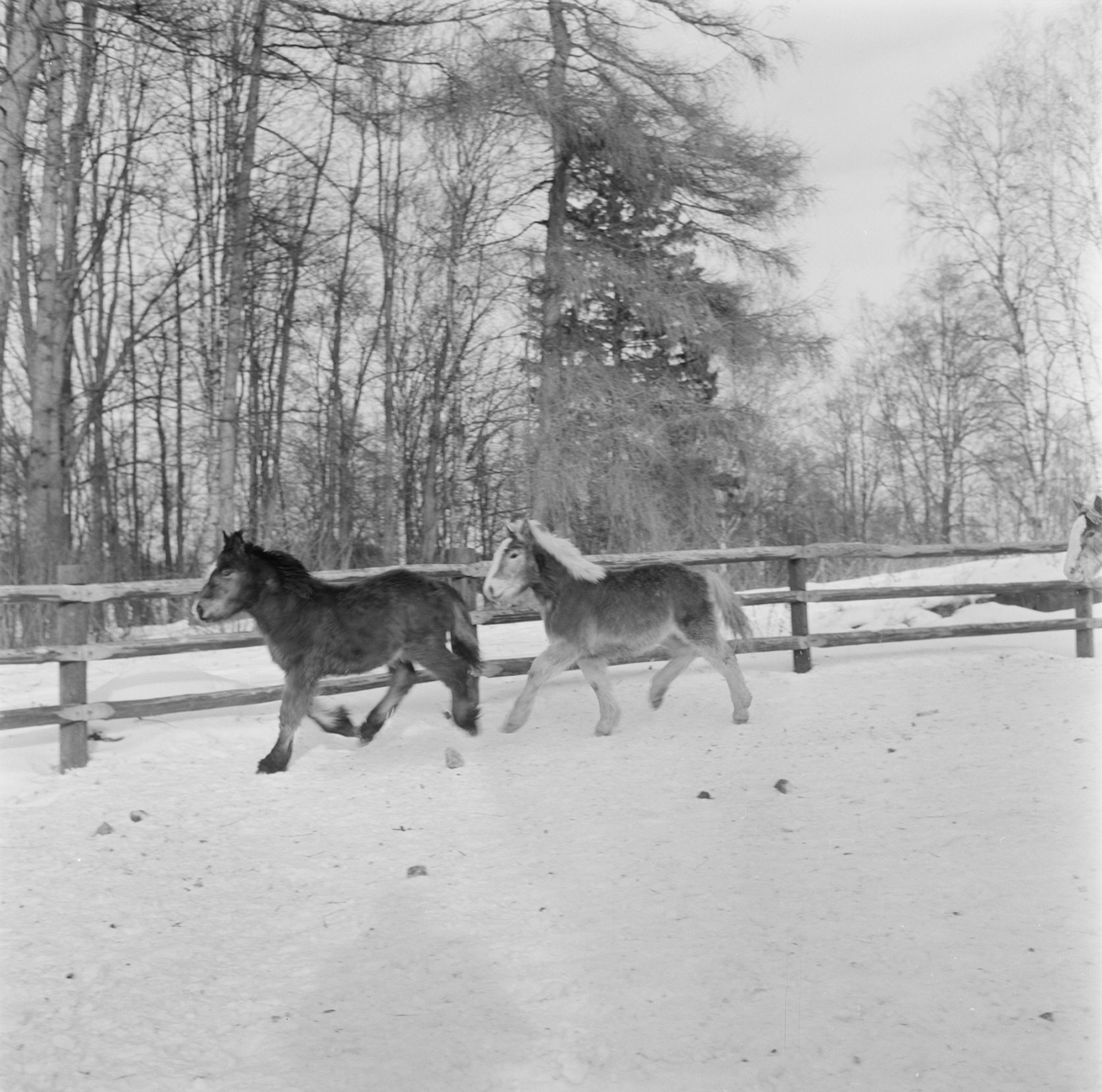 Hästar från Bro Gård, Tolfta socken, Uppland
