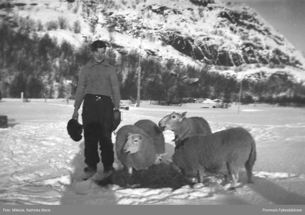 Andreas Mikkola har gitt sauene høy i snøen på Mikkelsnes, antakelig 1940-1944