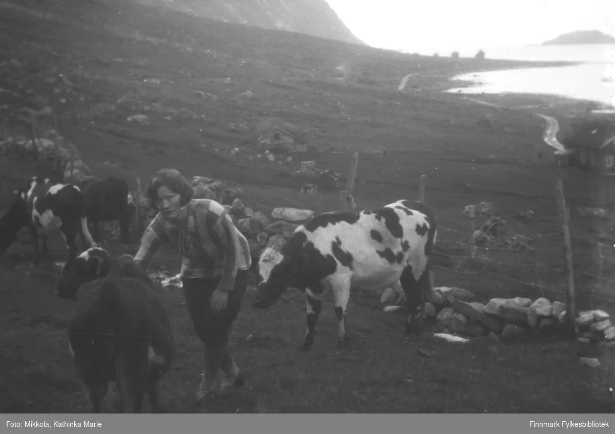Kathinkas søster Hanna med kyr i Skjelfjord i Lofoten